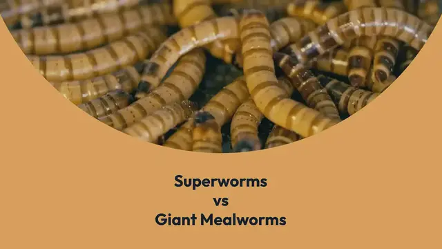 'Video thumbnail for Superworms vs Giant Mealworms'