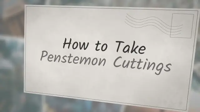'Video thumbnail for How to Take Penstemon Cuttings?'