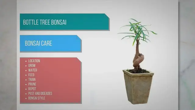 'Video thumbnail for Bottle tree bonsai care'