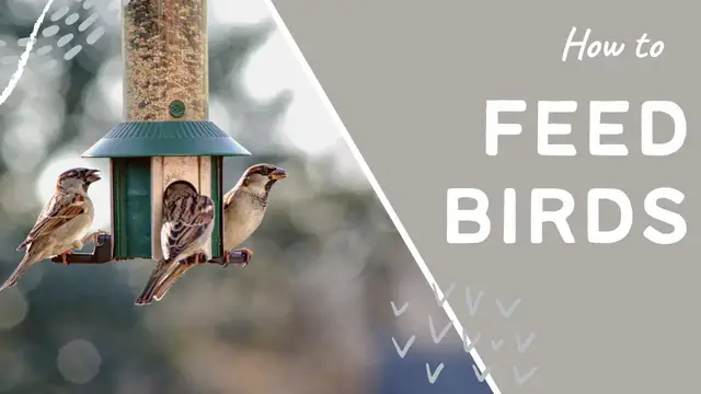 'Video thumbnail for Essential Tips for Feeding Birds: Where to Place Your Bird Feeders for Maximum Attraction!'