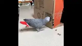 'Video thumbnail for The most naughty parrot in the world'