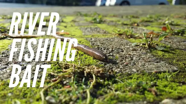 'Video thumbnail for The Best River Fishing Baits - Tips For Using Live Bait In Rivers'