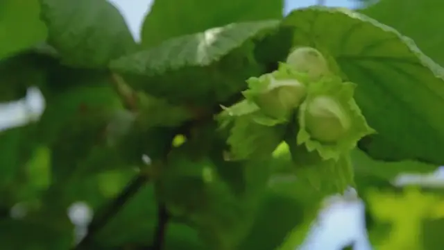 'Video thumbnail for Where do hazelnuts grow best?'