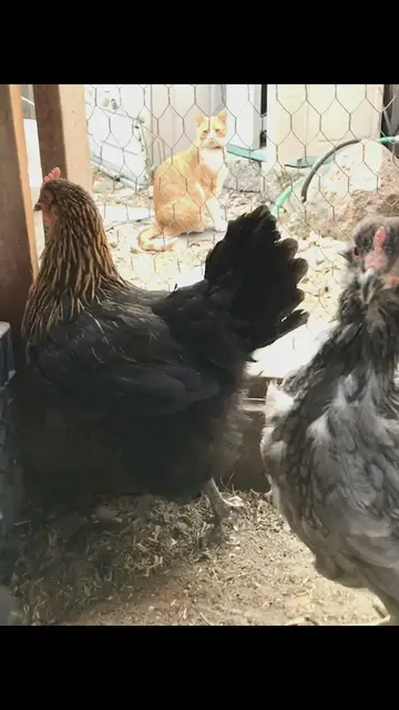 'Video thumbnail for CAT WATCHING CHICKENS'