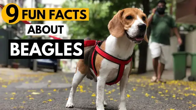 'Video thumbnail for 9 Facts About Beagles you didn't know!'