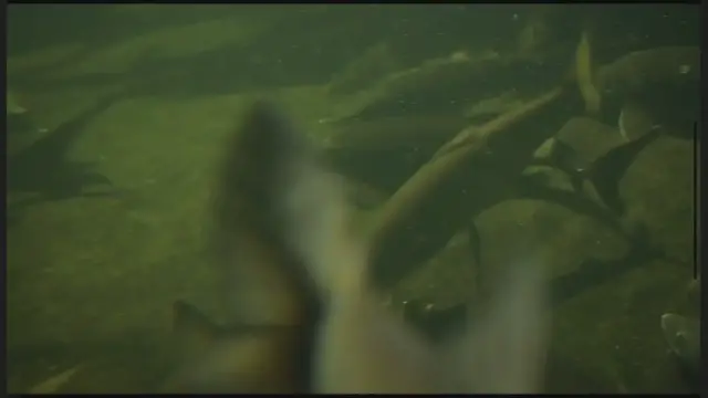 'Video thumbnail for Guide To Salmon Fishing'