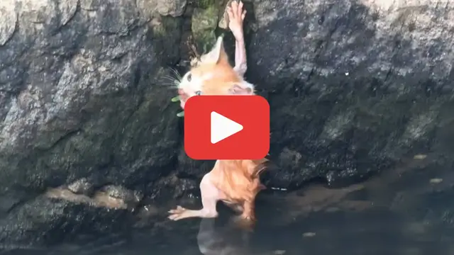 'Video thumbnail for Moments from Drowning, the Kitten Clung to Hope鈥攁nd the Wall'