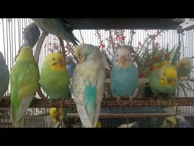 'Video thumbnail for Can You Handle This Much Cuteness Budgie'