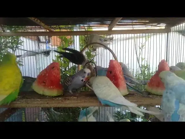 'Video thumbnail for How to Bond with Your Budgie Building Trust and Friendship'