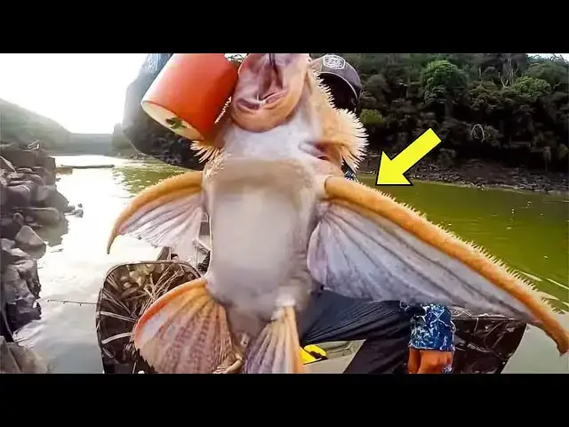'Video thumbnail for Fisherman Catches Fish With Wings, Then Finds Out What It Really Is'