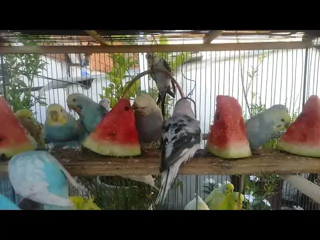 'Video thumbnail for Budgerigar Basics Everything You Need to Know Before Getting One'