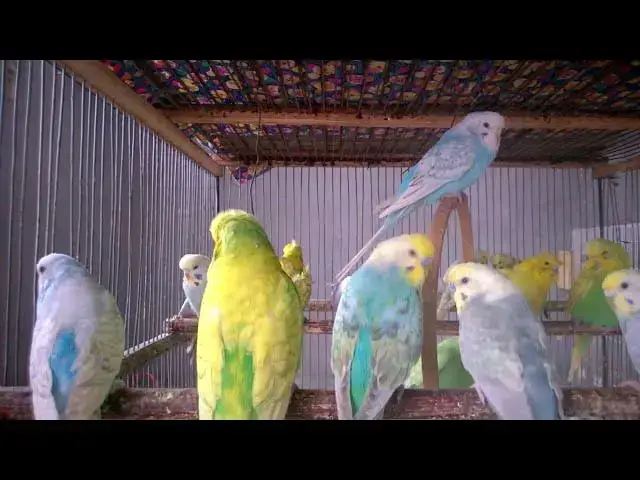 'Video thumbnail for Adorable Budgies Being Silly 🤪💞  Funniest Chirping Moments'