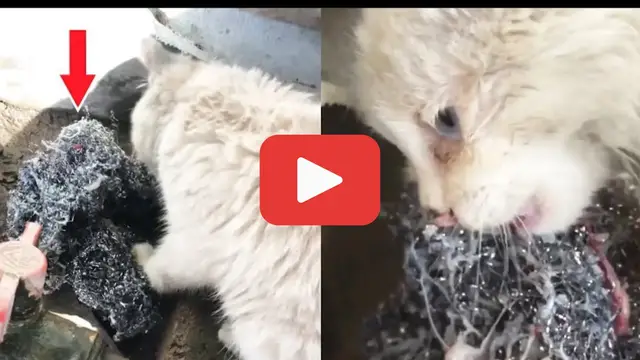'Video thumbnail for Hunger Drove Her to Eat Steel—But That Wasn’t the Worst Part'