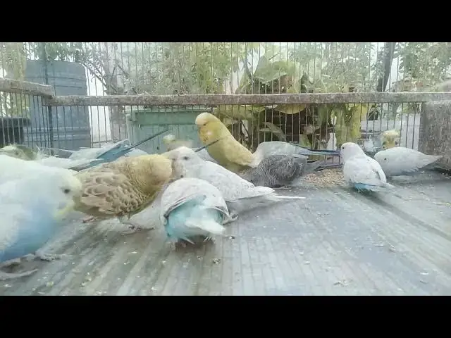 'Video thumbnail for Cuteness Overload Funny Budgie Antics That Will Make You Smile! 🥰'