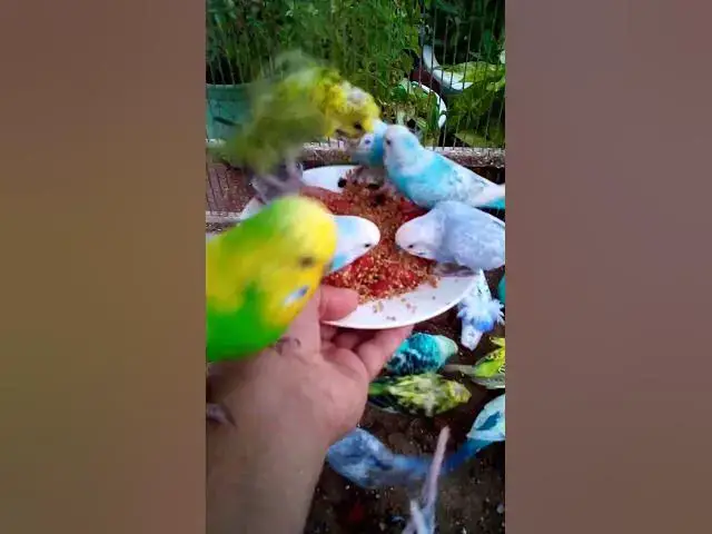 'Video thumbnail for This Amazon bird toy is SO COOL#birds#parrot #birdslover #budgis #lovebirds #budgiegar #cute #health'