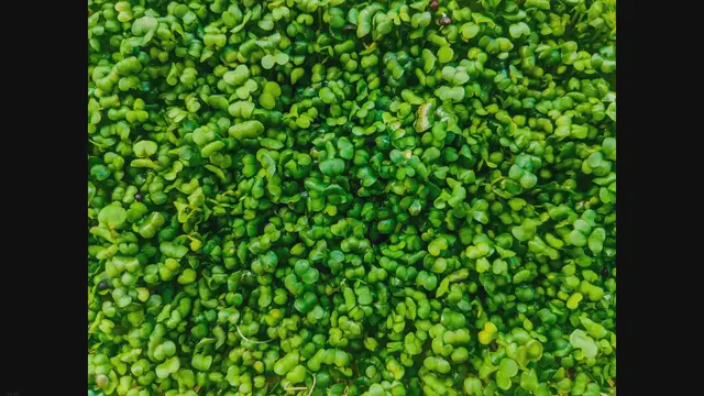 'Video thumbnail for Growing Mustard Microgreens: A Comprehensive Guide'