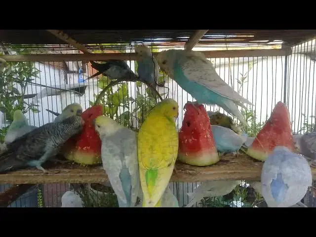 'Video thumbnail for Budgerigar Breeding What You Need to Know'