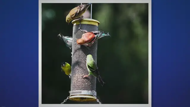 'Video thumbnail for Discover the Enchanting World of Backyard Birds'