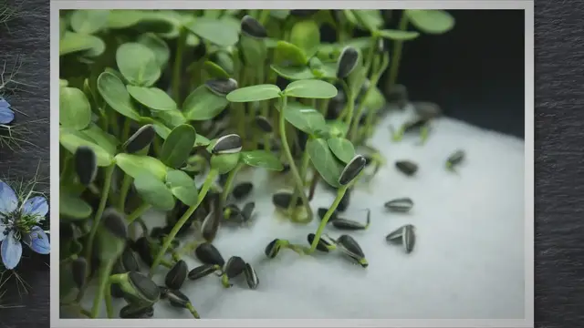 'Video thumbnail for Can Guinea Pigs Eat Microgreens? Exploring the Benefits and Considerations'