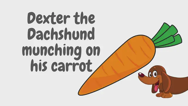 'Video thumbnail for Dachshund munching on a tasty healthy carrot. So cute!'