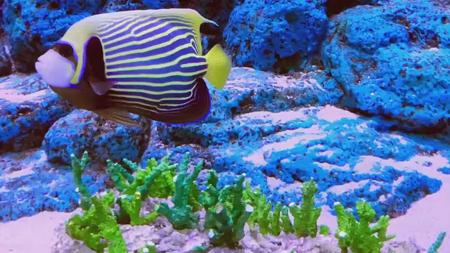 'Video thumbnail for Emperor angelfish'