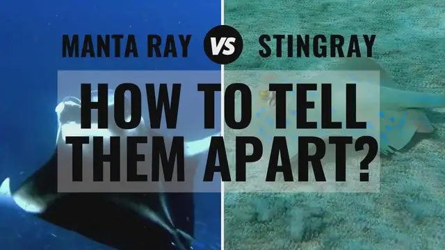'Video thumbnail for Manta Ray and Stingray Differences: How To Tell Them Apart'
