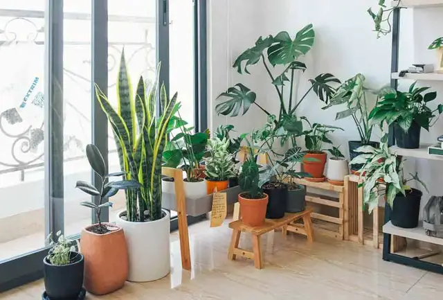 'Video thumbnail for Apartment Gardening Without a Balcony: The Ultimate Guide to Indoor Gardening'