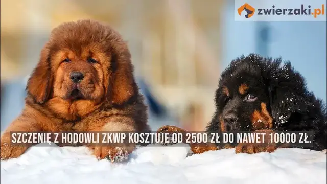 'Video thumbnail for Mastif tybetański – opis rasy'