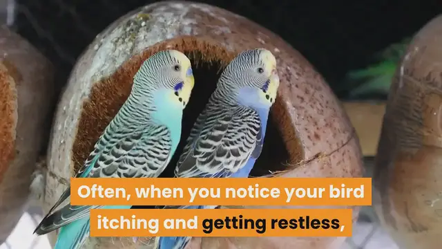 'Video thumbnail for Do Parakeets Get Fleas?'