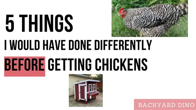 'Video thumbnail for BEGINNER'S Guide to Chickens - Lessons Learned for Next Time'
