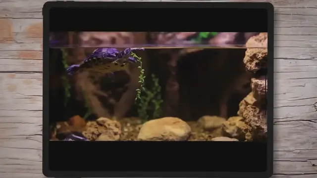 'Video thumbnail for 7 Simple & Fail-Proof Steps For How To Repair Cracked Aquarium Glass'