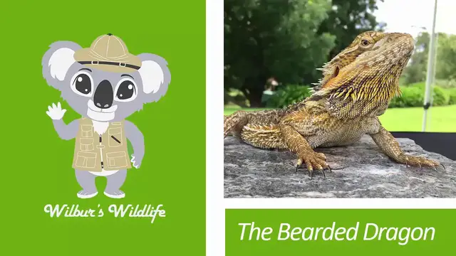 'Video thumbnail for The Bearded Dragon'