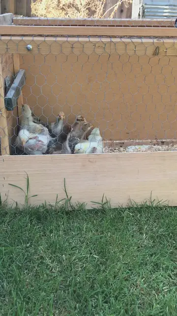 'Video thumbnail for CAN YOU HAVE A CAT AND CHICKENS? BABY CHICKS FIRST DAY OUT '