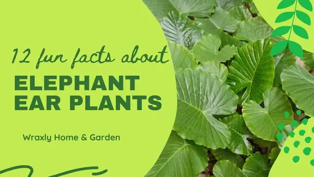 'Video thumbnail for 12 Fun Facts about Elephant Ear Plants'