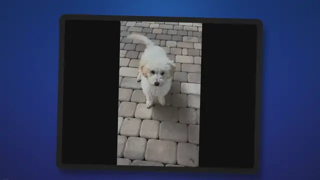 'Video thumbnail for Dogs Born Without Tails: The 34 Natural Bobtail Breeds'