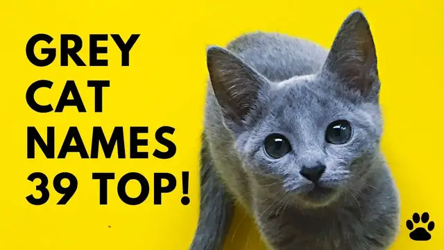 'Video thumbnail for Grey Cat Names 39 AWESOME & CUTE Ideas'