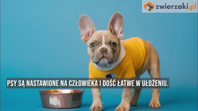 'Video thumbnail for Buldog francuski – opis rasy'