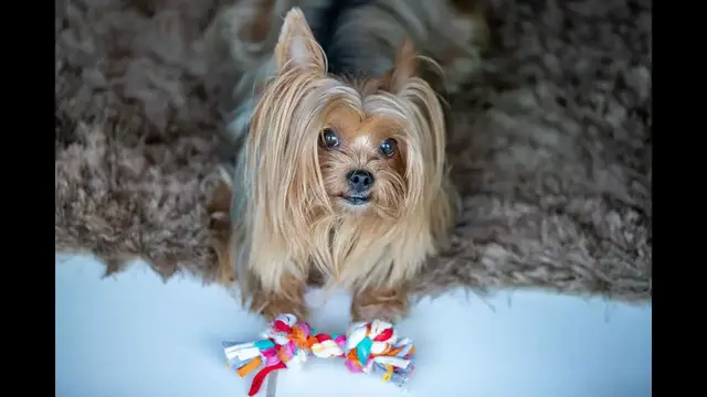 'Video thumbnail for Yorkshire terrier – opis rasy'