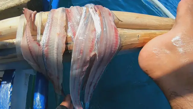 'Video thumbnail for The Best Bait for Silver Scabbard Fish Is Itself'