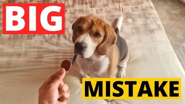 'Video thumbnail for 7 Beagle Training Mistakes Owners Make'
