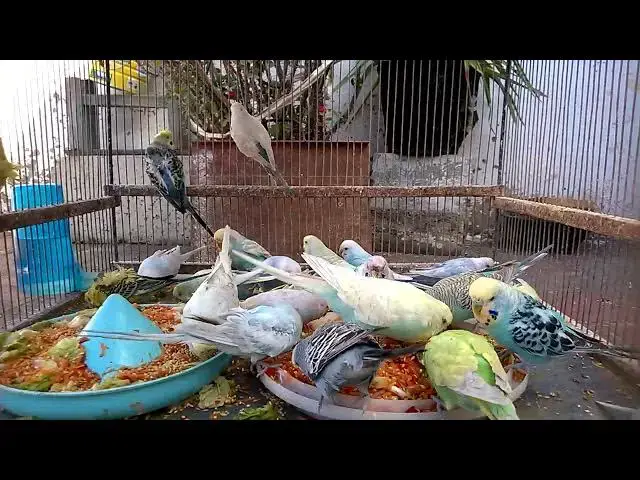'Video thumbnail for Epic Budgie Fails The Funniest Moments Caught on Camera! 😂💚'