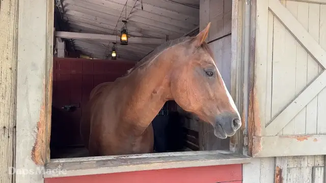 'Video thumbnail for Livery Stable at Ghost Town | Knott's Berry Farm 2025 4K'