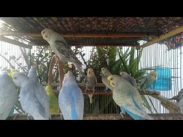 'Video thumbnail for 🦜 This Parrot Just Solved a Puzzle! 🧠👏'