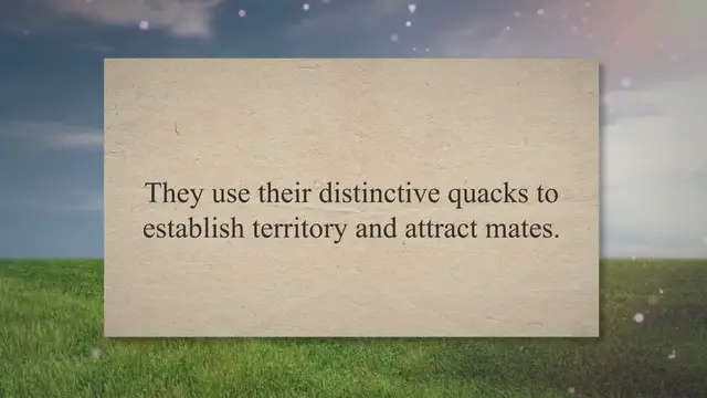 'Video thumbnail for Why Do Ducks Quack At Night? (Secret REVEALED!) 2023 » Petybird.com'