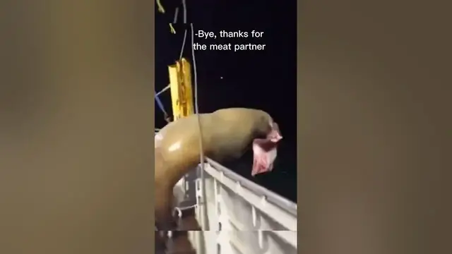 'Video thumbnail for Smoth Criminal #animals #fishingfails #fail'