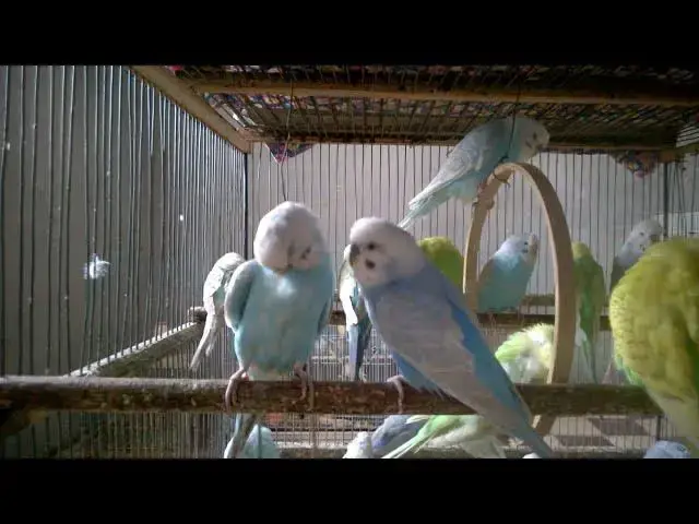 'Video thumbnail for 🥰 Adorable Budgie Behaviors That Bring Instant Joy! 💕🐦 #BirdLovers'