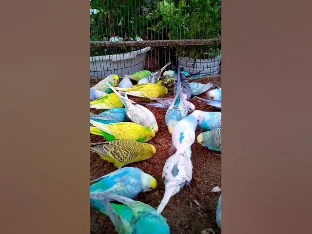 'Video thumbnail for This Amazon bird toy is SO COOL#birds#parrot #birdslover #budgis #lovebirds #budgiegar #cute #health'