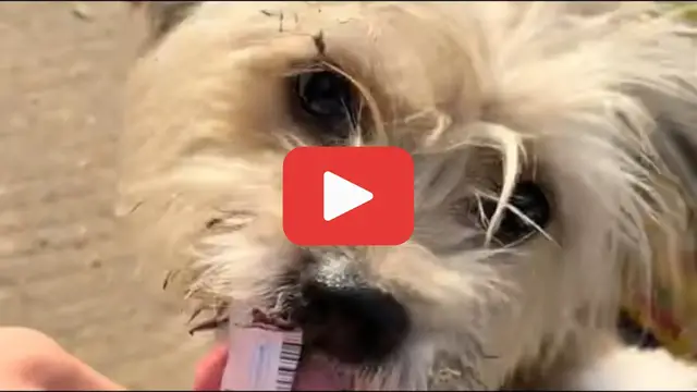 'Video thumbnail for She Had Nothing but Her Children鈥擳hen a Stranger Offered the Unthinkable'