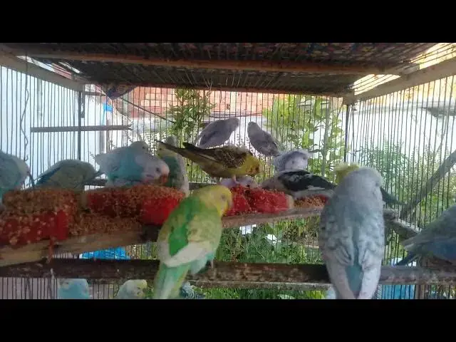 'Video thumbnail for Cutest Budgie Love Moments Ever 💞🐤  Adorable Chirps & Funny Reactions'