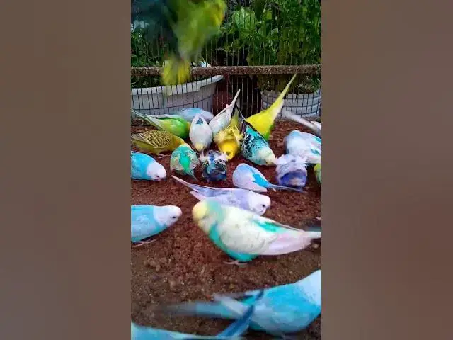 'Video thumbnail for This Amazon bird toy is SO COOL#birds#parrot #birdslover #budgis #lovebirds #budgiegar #cute #health'